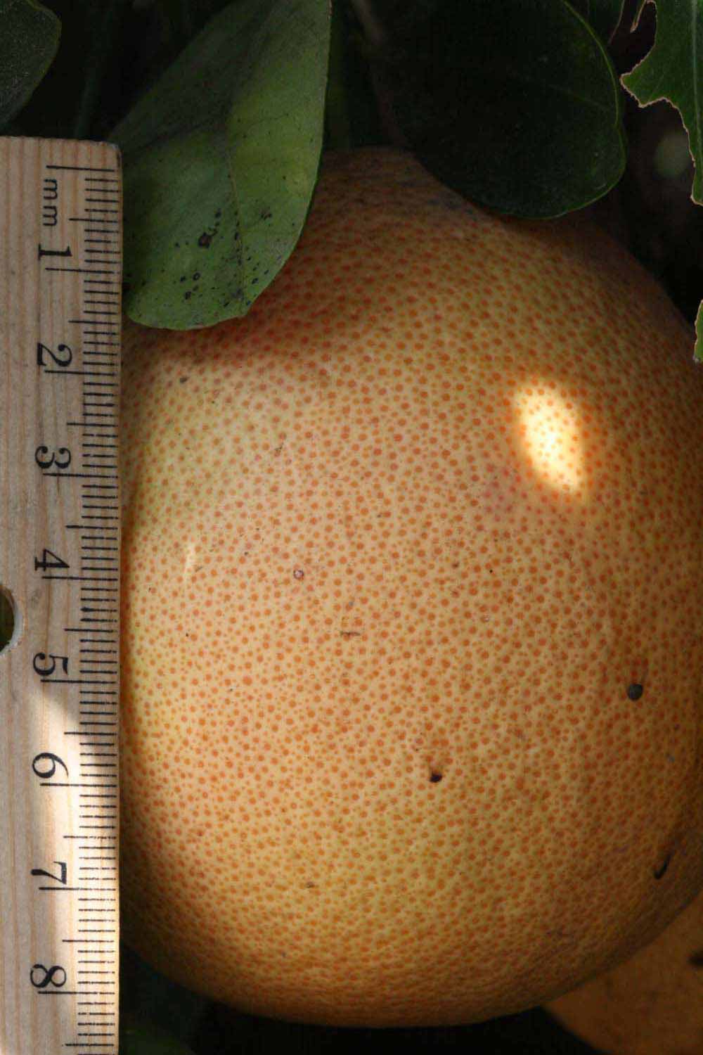            Fruit (Riverside, CA)   